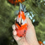 A Grade Sakura Yuanbao Male 5 inches #101626YB_31