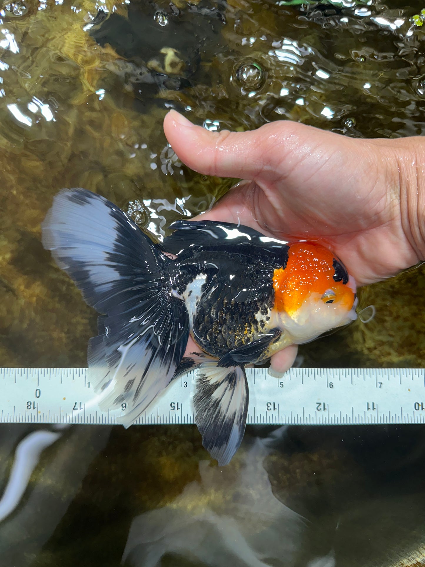 A Grade Tricolor Oranda Female 6.5 inches #090525OR_19