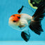 A Grade Tricolor Oranda Male 5-5.5 inches #060625OR_23