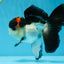 Lava Tricolor Oranda Male 5-5.5 inches #053025OR_20