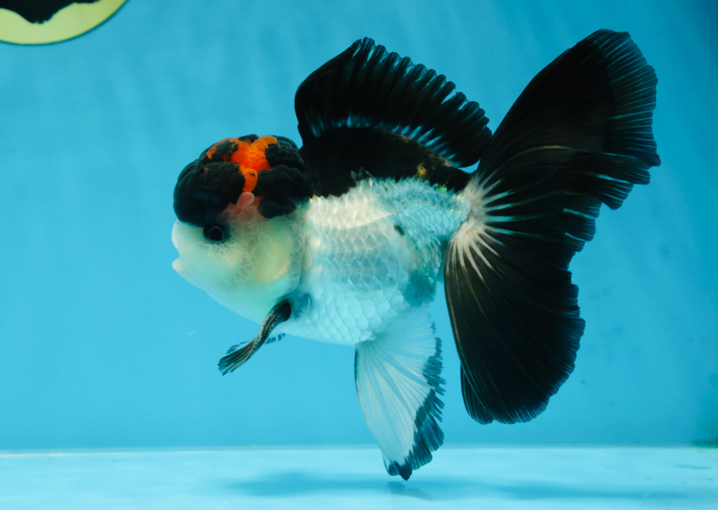 Lava Tricolor Oranda Male 5-5.5 inches #053025OR_20