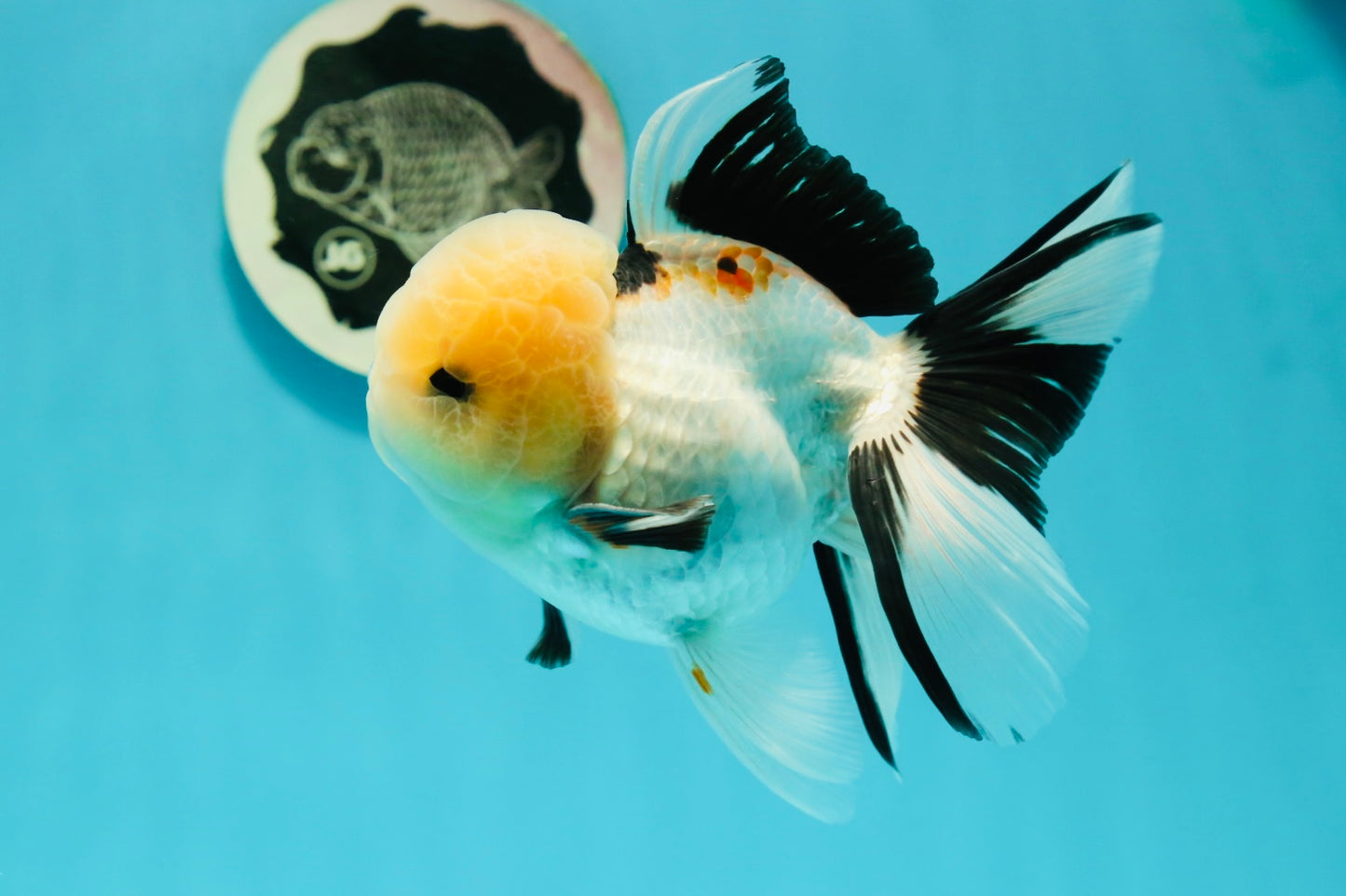 A Grade Gorgeous Lemonhead Oranda Male 5 inches #110824OR_17