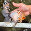 A Grade Marble Oranda Male 6.5 inches #072426OR_07