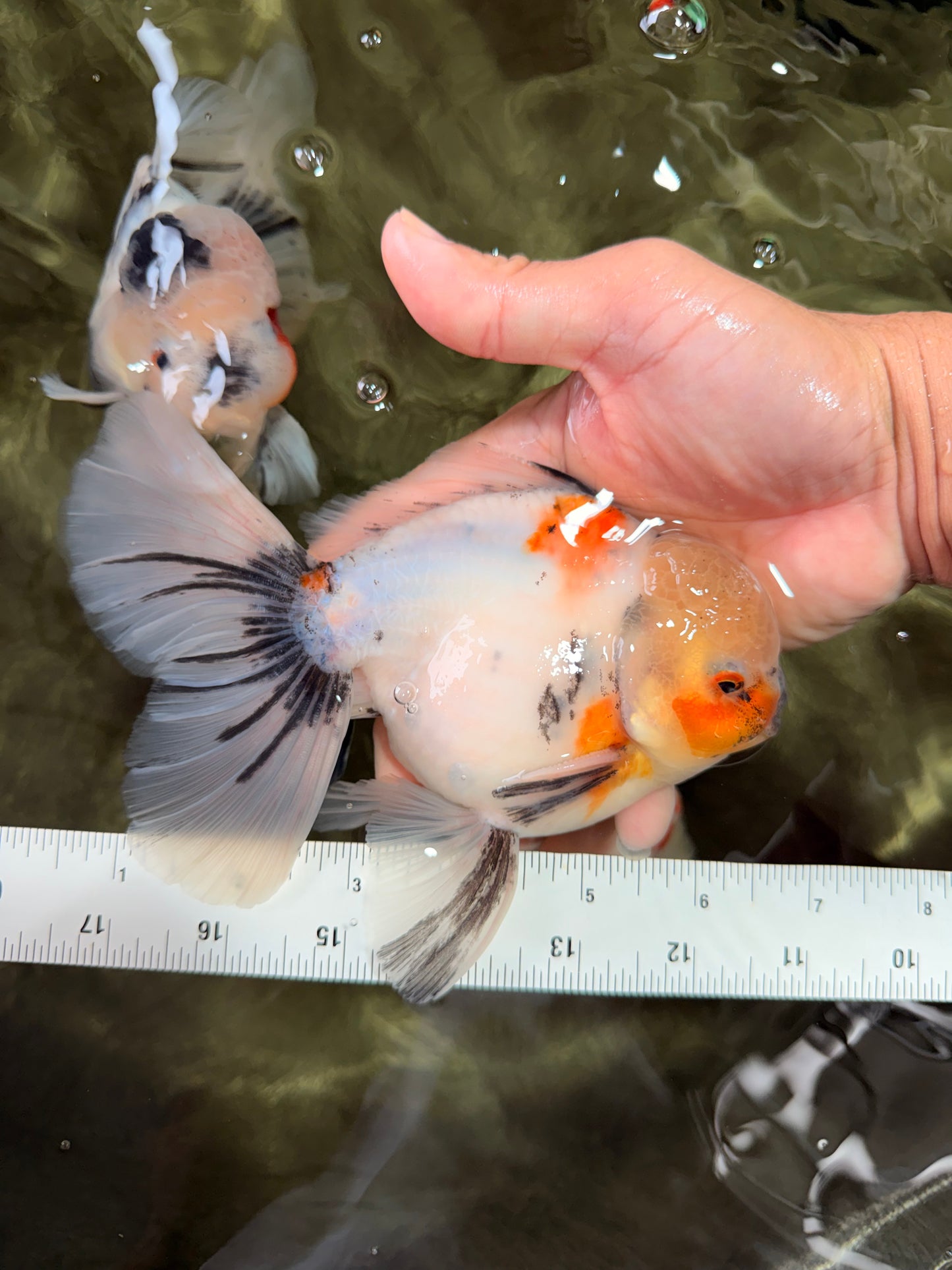 A Grade Marble Oranda Male 6.5 inches #072426OR_07