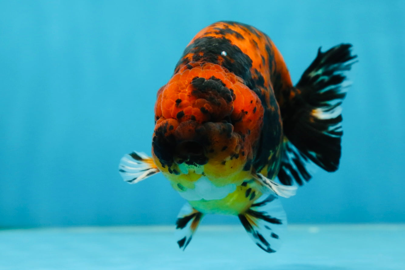 AAA Grade Tiger Female LionKing 5 inches #060625LC_06