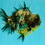 A Grade Kirin Yuanbao Male 5.5 inches #100926YB_02