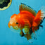 A Grade HAPPY Red White Oranda Female 5.5-6 inches #091925OR_11
