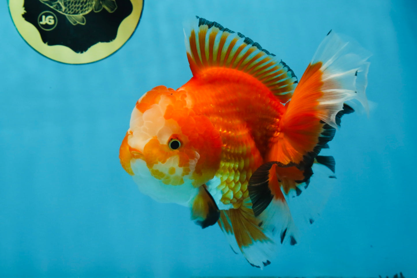 A Grade HAPPY Red White Oranda Female 5.5-6 inches #091925OR_11