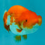 A Grade Red White LionQueen 4.5 inches #070326LC_33