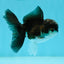 Panda Oranda Male 3-3.5 inches #1004OR_30