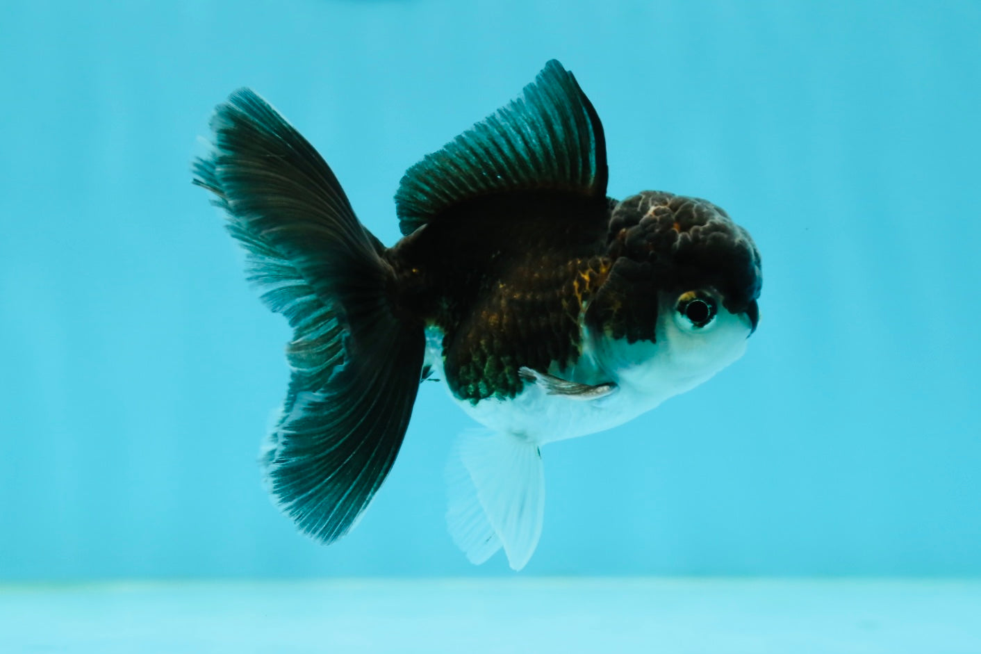 Panda Oranda Male 3-3.5 inches #1004OR_30