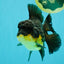 BATMAN A Grade Apache Oranda Male 6 inches #041726OR_12