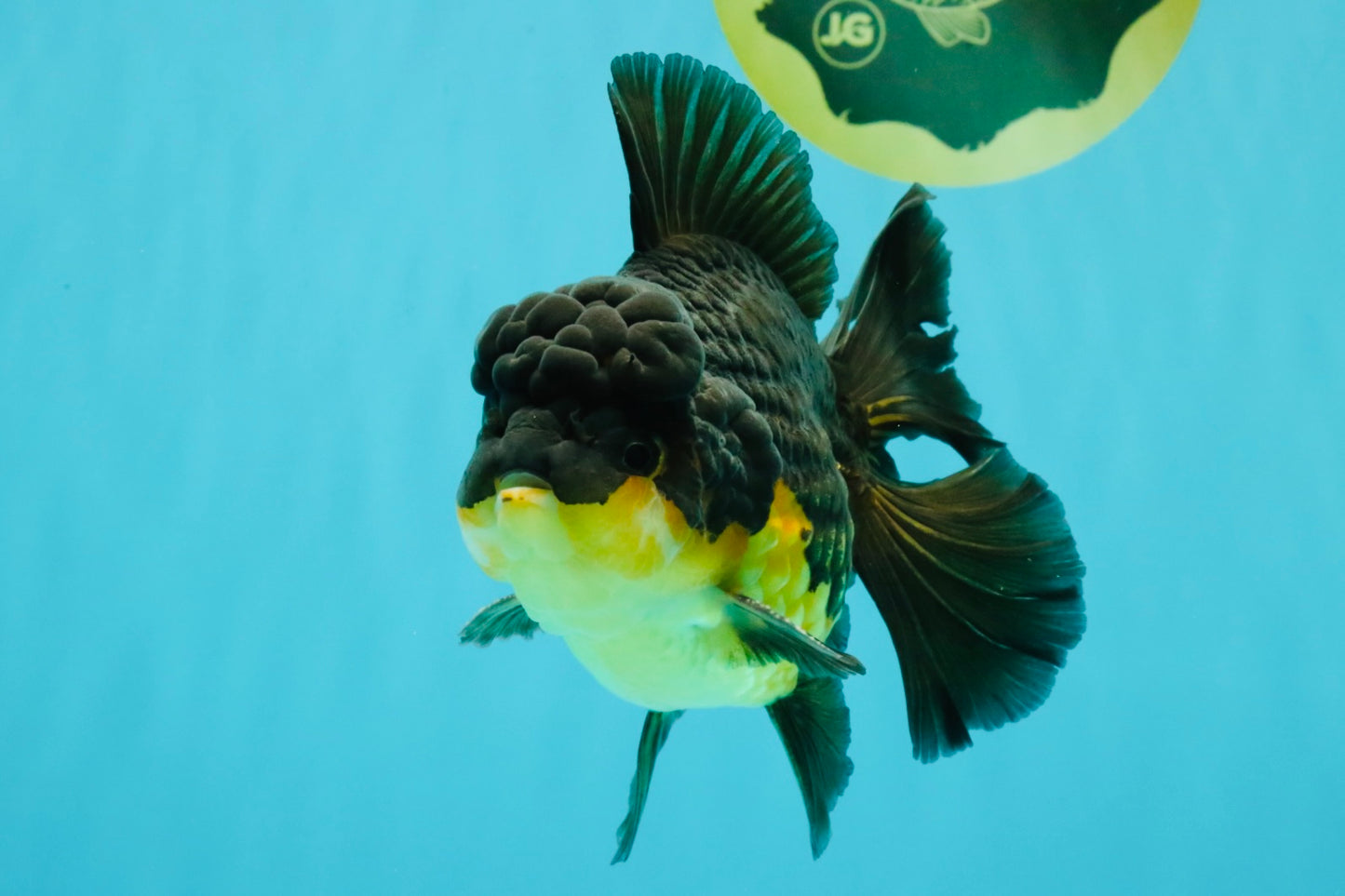 BATMAN A Grade Apache Oranda Male 6 inches #041726OR_12