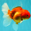 A Grade Red White Oranda Female 5.5-6 inches #101626OR_14