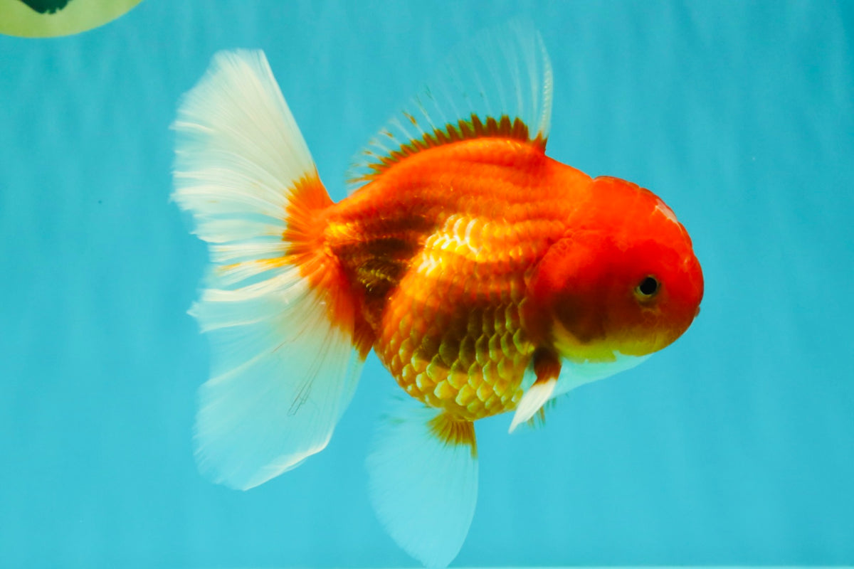 A Grade Red White Oranda Female 5.5-6 inches #101626OR_14