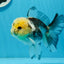 Panda Button Eyes Oranda Male 4.5 inches #0920OR_20