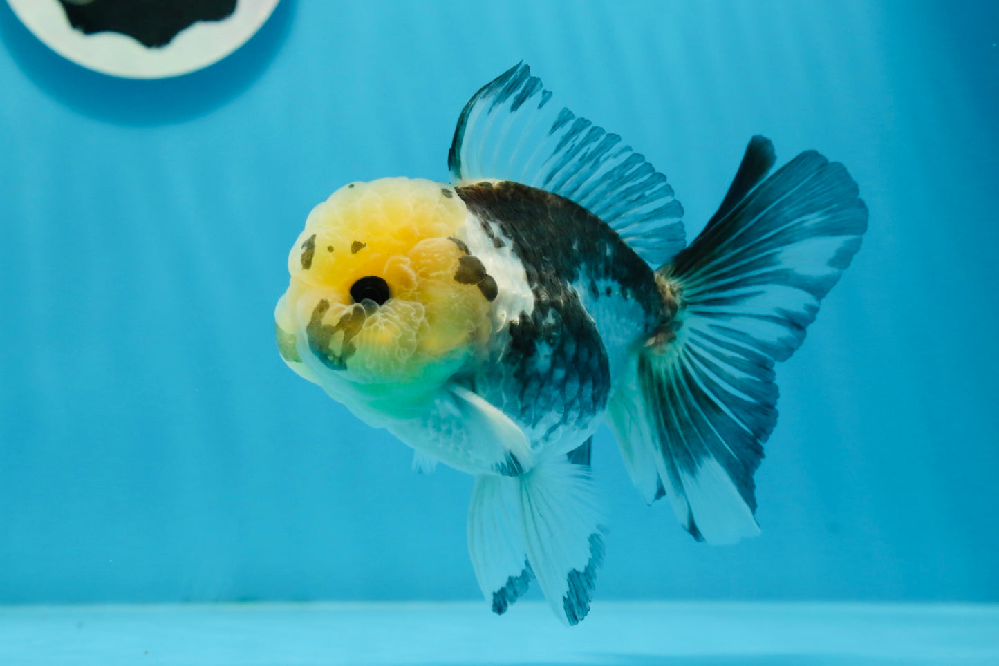 Panda Oranda macho con ojos de botón de 4,5 pulgadas #0920OR_20