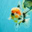 FLUFFY AAA Grade Calico Kirin Oranda Male 7 inches #100926OR_09