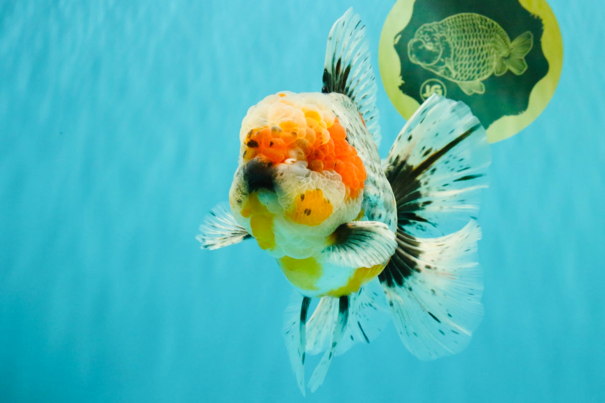 FLUFFY AAA Grade Calico Kirin Oranda Male 7 inches #100926OR_09