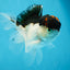 A Grade Tricolor Oranda Male 4.5 inches #053025OR_17