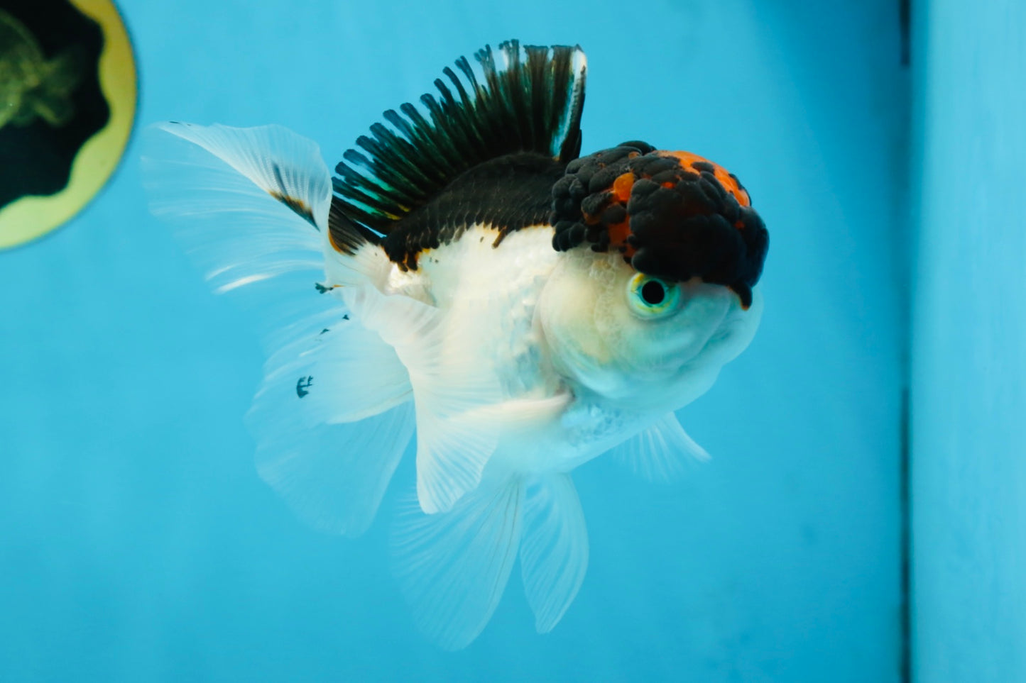 A Grade Tricolor Oranda Male 4.5 inches #053025OR_17