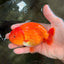 A Grade Red LionKing 4.5 inches #082126LC_19