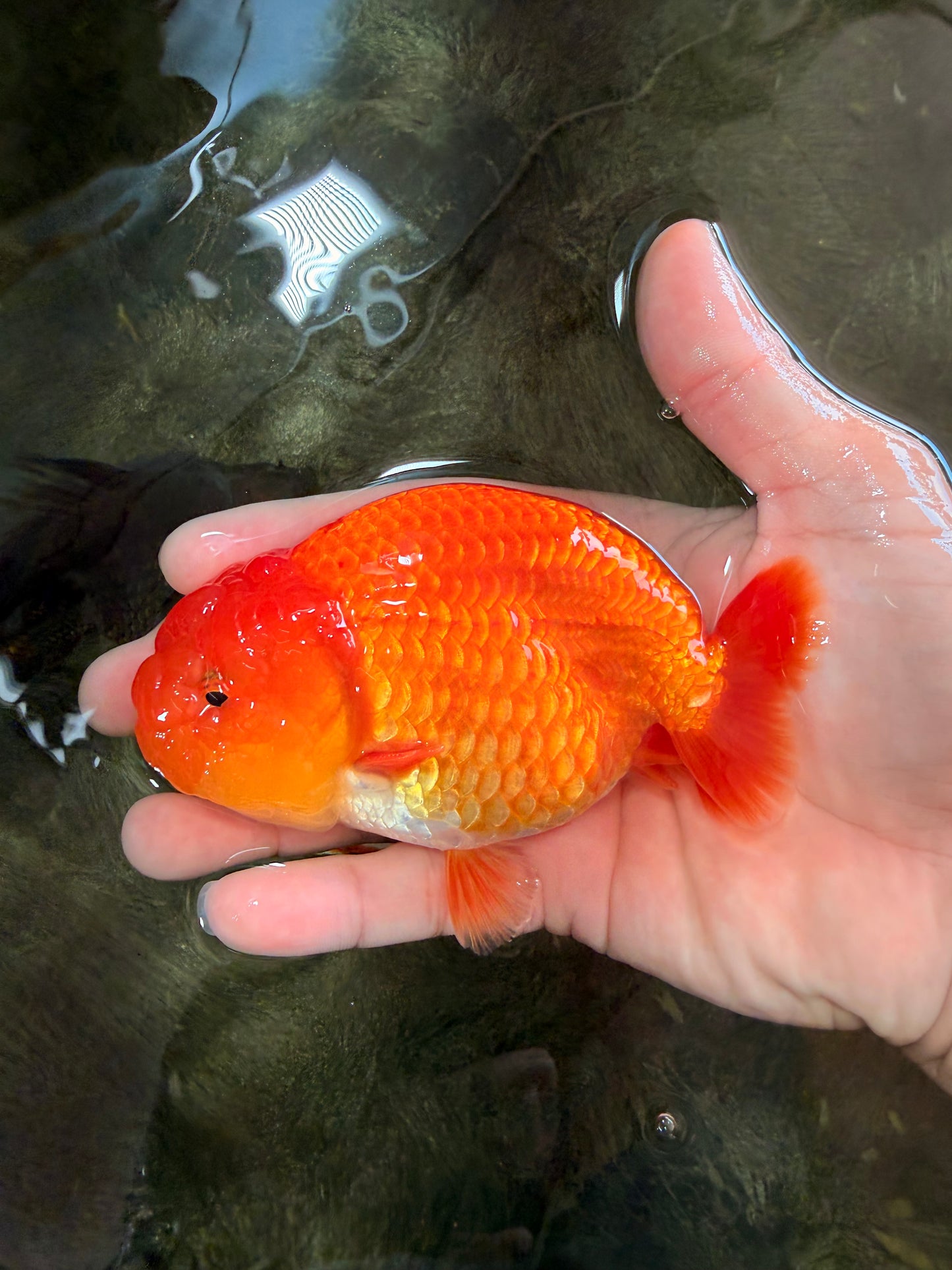 A Grade Red LionKing 4.5 inches #082126LC_19