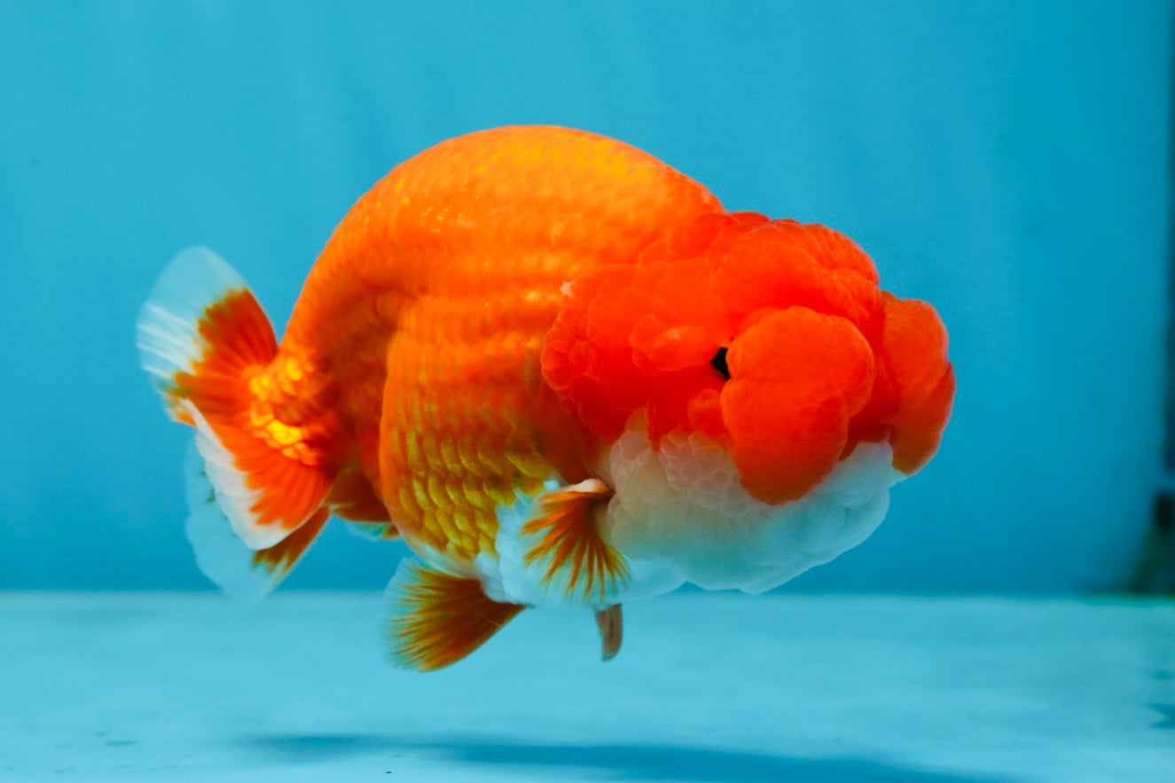 AAA Grade Red White LionKing 4.5  inches #053025LC_13