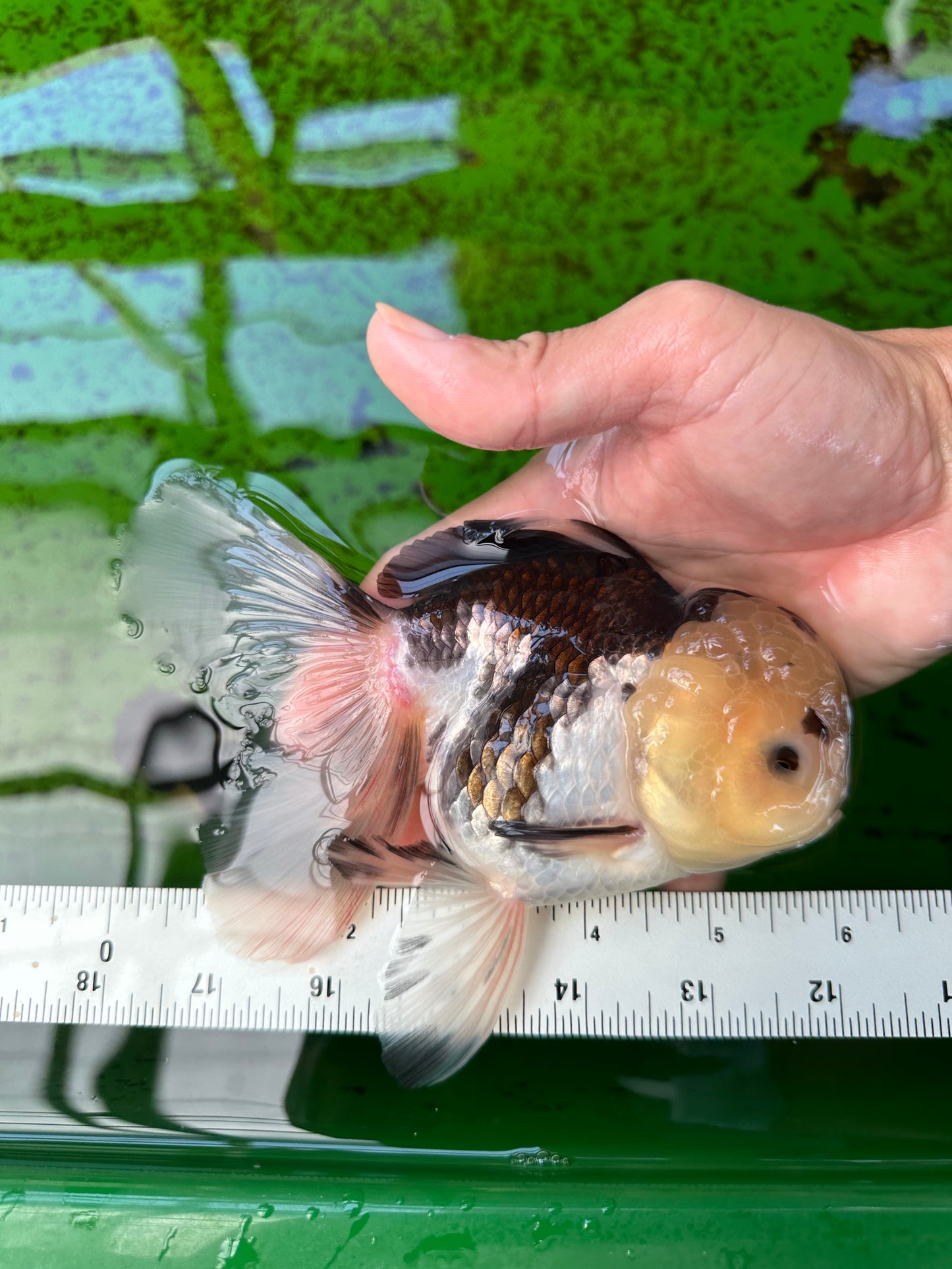 Panda Button Eyes Oranda Femelle 6 pouces #0920OR_29