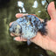 A Grade Tiger Blue Base Ranchu Female 4.5 inches #081426RC_21
