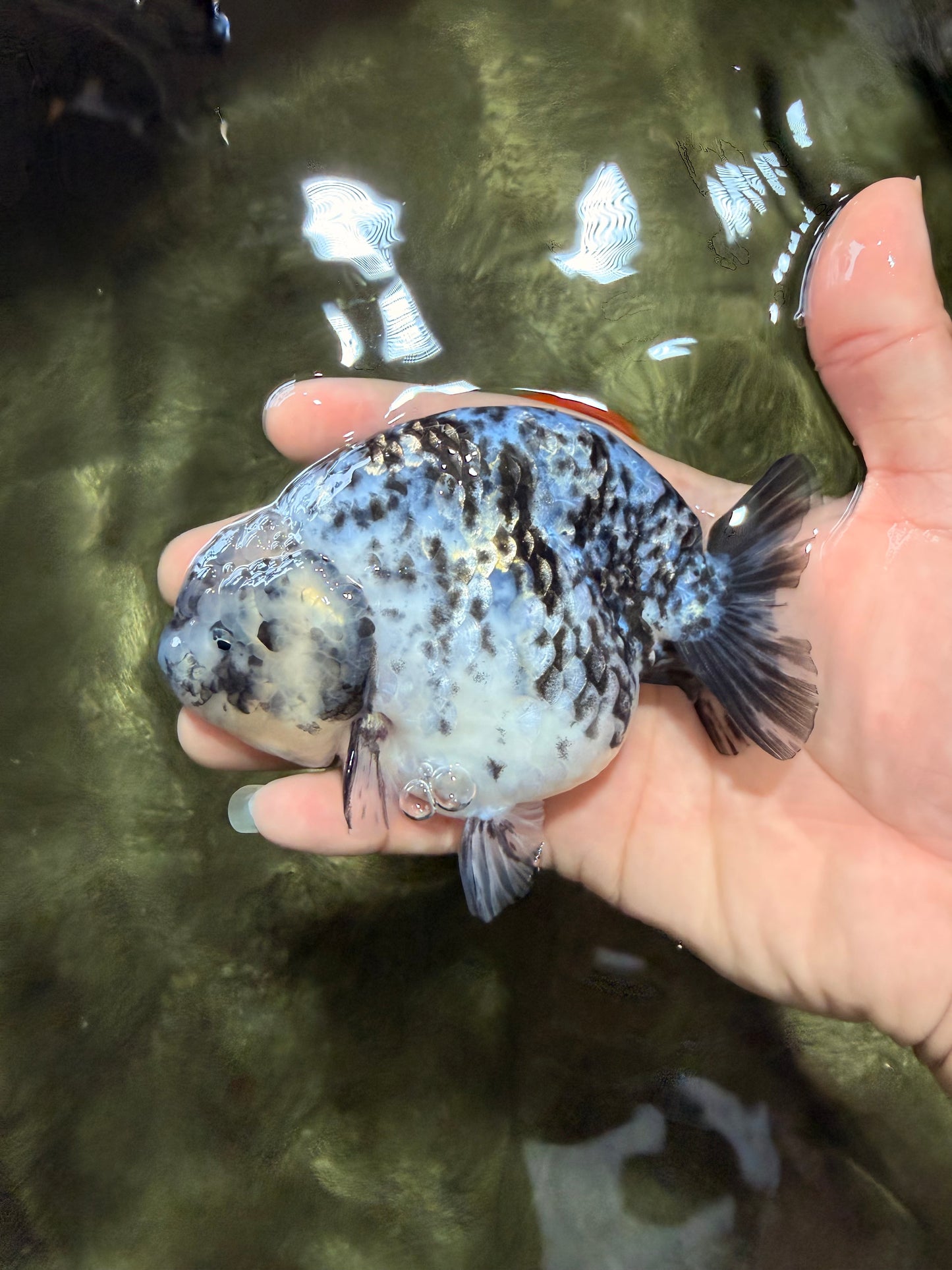 A Grade Tiger Blue Base Ranchu Female 4.5 inches #081426RC_21