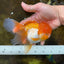 Orange White Oranda Female 5.5 inches #071125OR_07