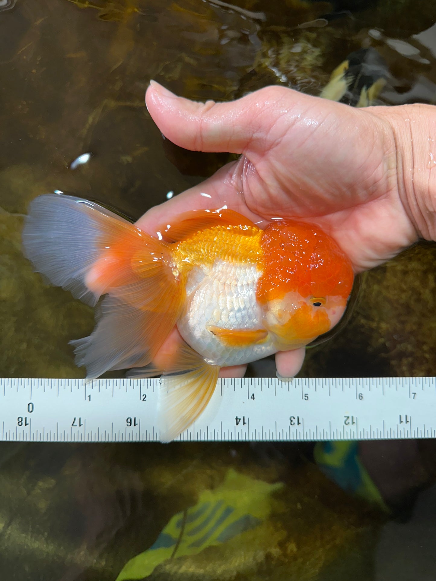 Orange White Oranda Female 5.5 inches #071125OR_07