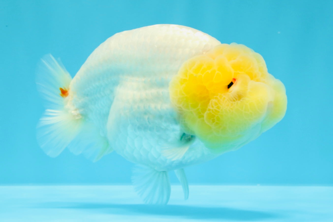 ADORABLE A Grade White LionQueen 4.5-5 inches #022026LC_13