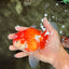 A Grade Red White Oranda Male 5.5  inches #073126OR_10