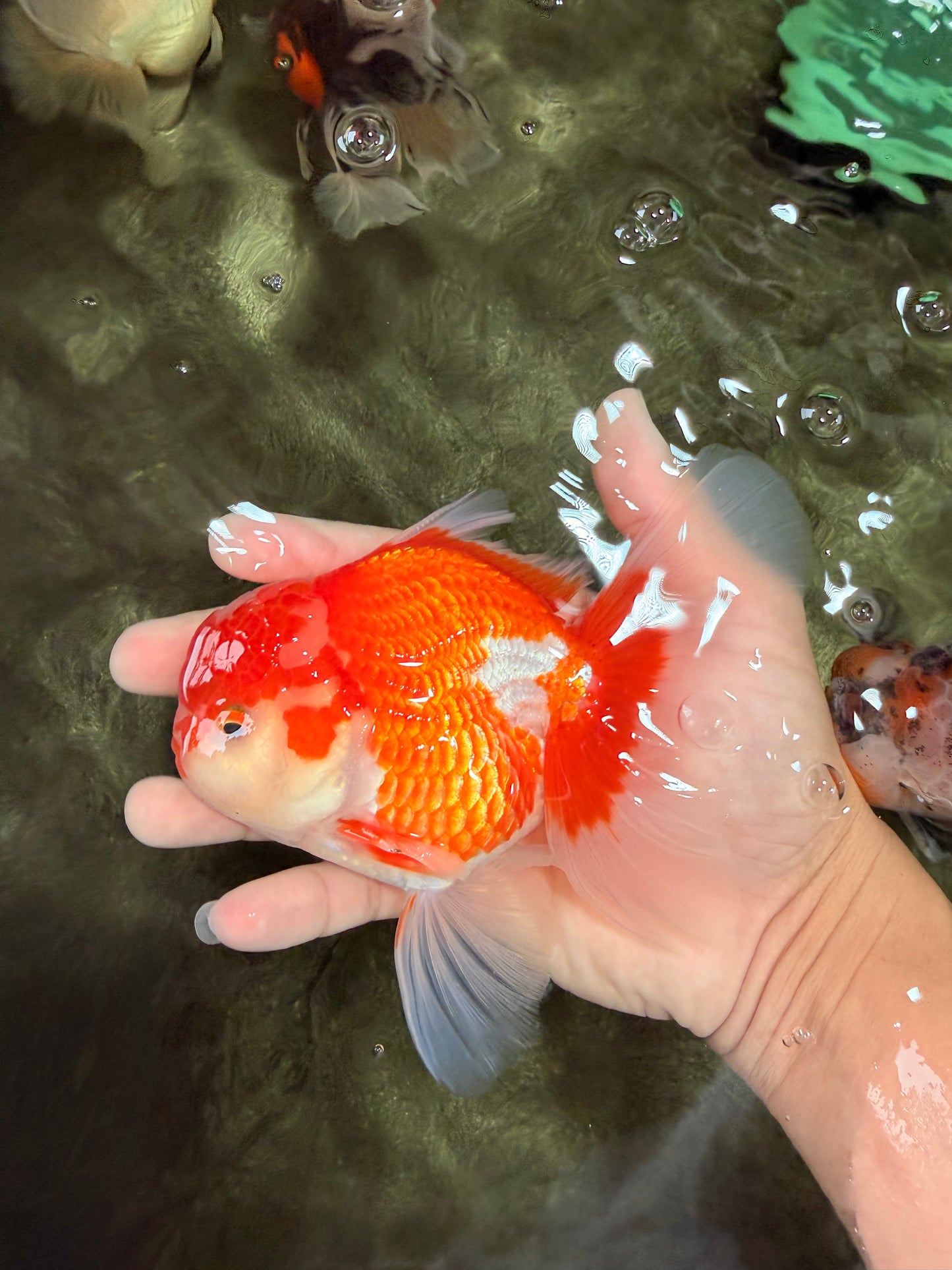 A Grade Red White Oranda Male 5.5  inches #073126OR_10