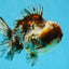 CHONKY A Grade Kirin Oranda Male 5.5 inches #121925OR_13