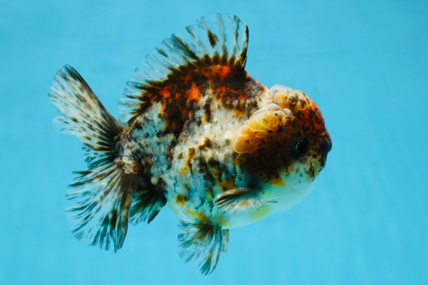 CHONKY A Grade Kirin Oranda Male 5.5 inches #121925OR_13