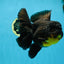 A Grade SPECIAL Apache Oranda Female 6-6.5 inches #091225OR_09