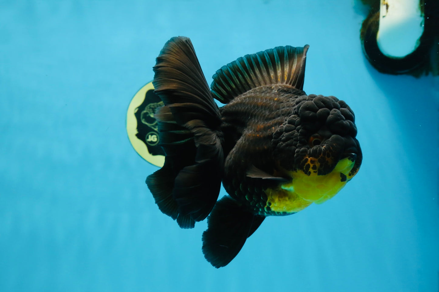 A Grade SPECIAL Apache Oranda Female 6-6.5 inches #091225OR_09