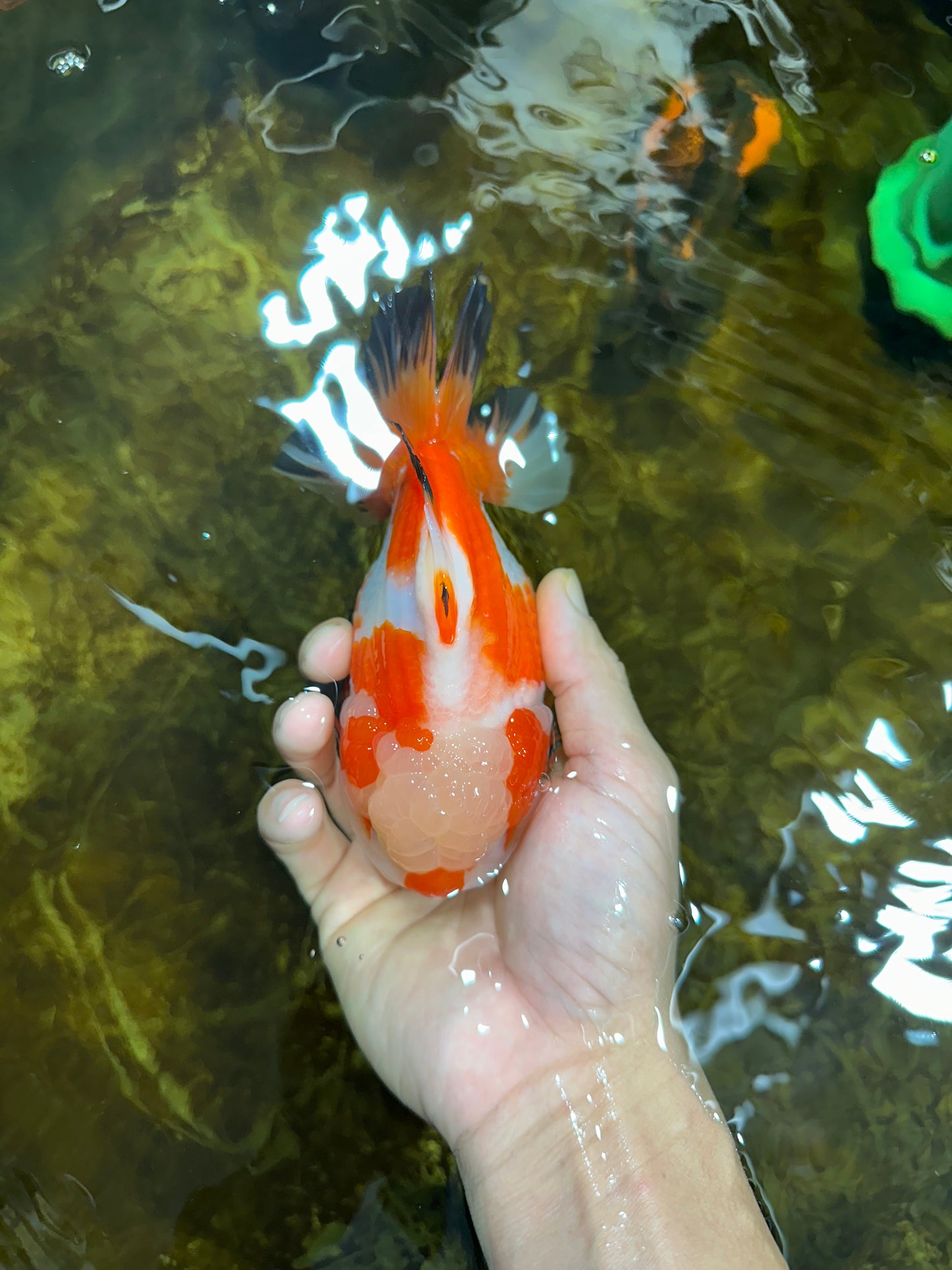 AAA Grade CHONKY Tricolor Yuanbao Male 5.5 inches #091925YB_16