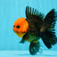 AAA Grade Red Head Button Eyes Tricolor Oranda Male 4 inches #122223OR_15