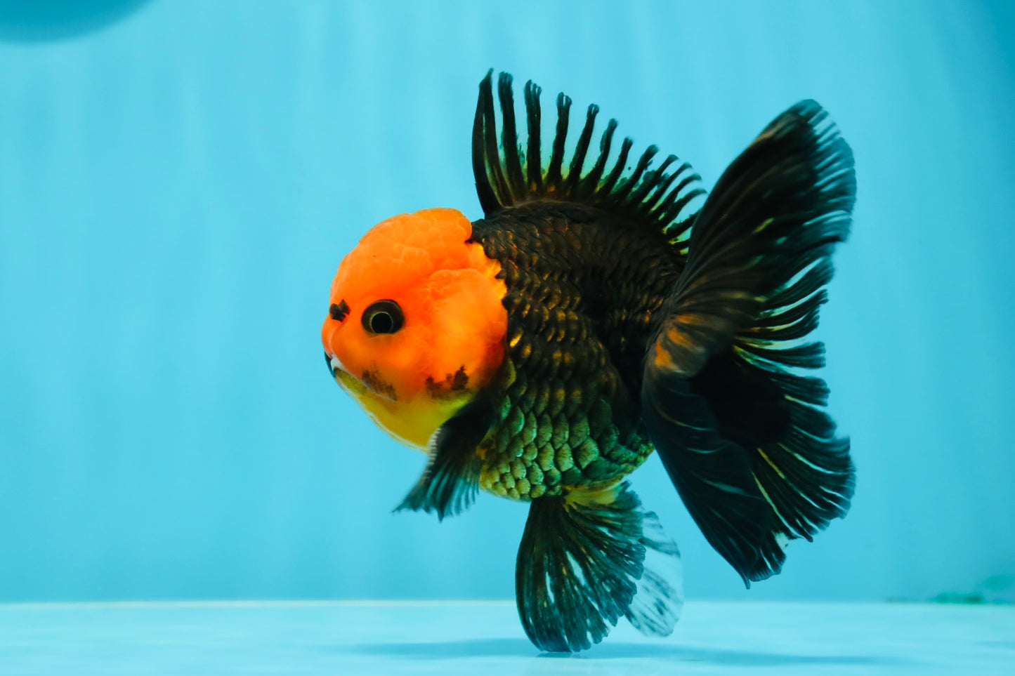 AAA Grade Red Head Button Eyes Tricolor Oranda Male 4 inches #122223OR_15