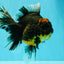 A Grade Kirin Oranda Female 7 inches #071726OR_05
