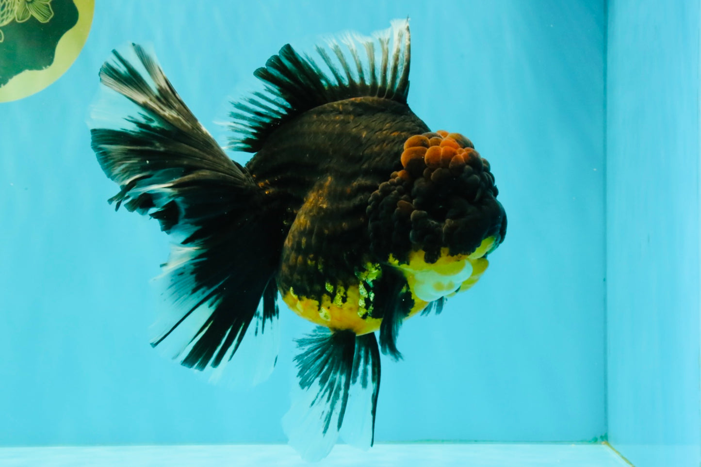 A Grade Kirin Oranda Female 7 inches #071726OR_05
