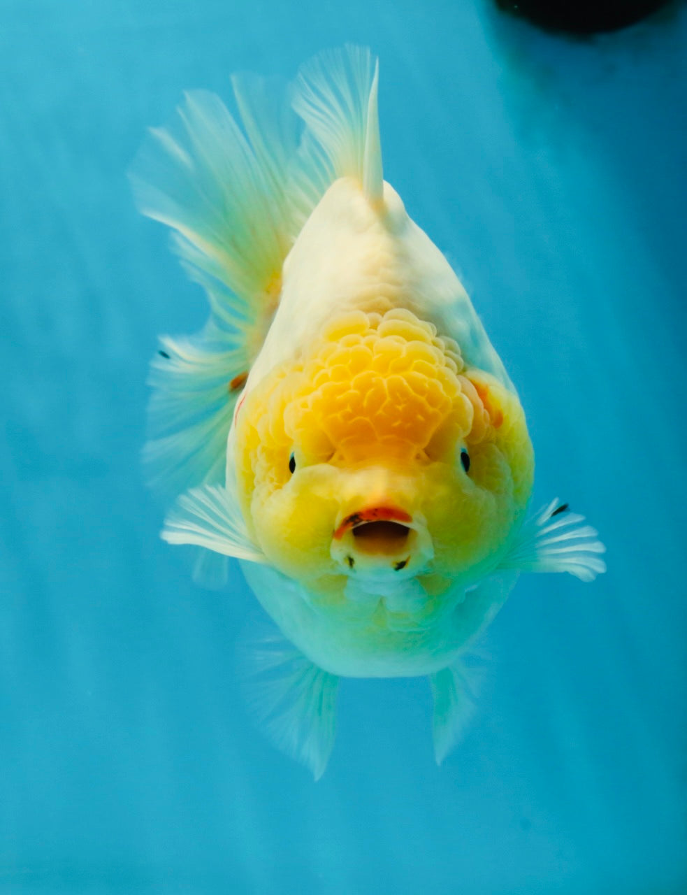 SHOW GRADE Godzilla Sakura Yuanbao Male 6 inches #050925YB_24