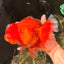 JUMBO A Grade Red White Oranda Female 7.5 inches #032026OR_02