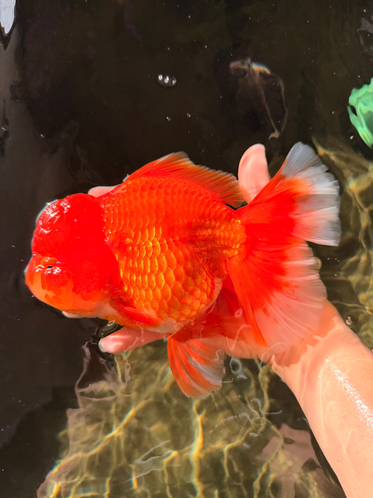 JUMBO A Grade Red White Oranda Female 7.5 inches #032026OR_02