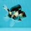 Panda Oranda Male 3-3.5 inches #1004OR_26