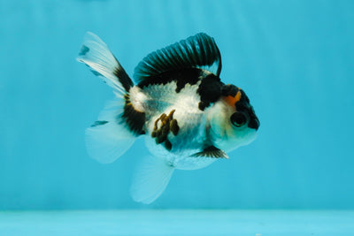 Panda Oranda Male 3-3.5 inches #1004OR_26